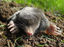 250px-Mr_Mole
